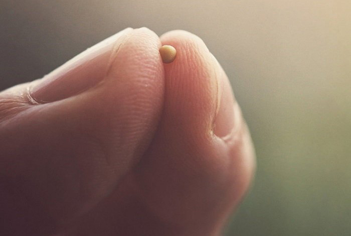 Mustard Seed, Faith, Believe, Prayer, Receive